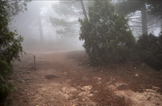 feu foret